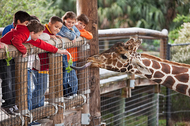Journée au zoo de Pairi Daiza sous le soleil